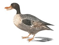 Vintage illustration of a Northern shoveler