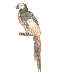 Vintage illustration of a Parrot
