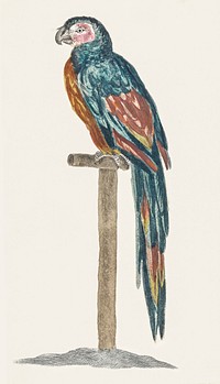 A Parrot by <a href="https://www.rawpixel.com/search/Johan%20Teyler?sort=curated&amp;page=1">Johan Teyler</a> (1648-1709). Original from The Rijksmuseum. Digitally enhanced by rawpixel.