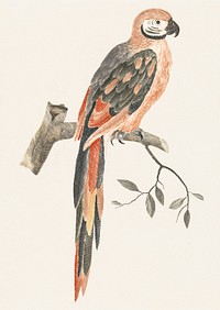 A Parrot on a Branch by <a href="https://www.rawpixel.com/search/Johan%20Teyler?sort=curated&amp;page=1">Johan Teyler</a> (1648-1709). Original from The Rijksmuseum. Digitally enhanced by rawpixel.