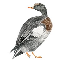 Vintage illustration of a Duck