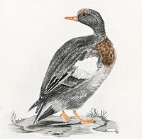 A Duck by Johan Teyler (1648-1709). Original from The Rijksmuseum. Digitally enhanced by rawpixel.