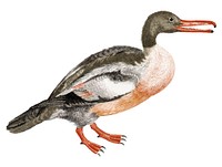 Vintage illustration of a Duck