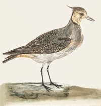 A Lapwing by <a href="https://www.rawpixel.com/search/Johan%20Teyler?sort=curated&amp;page=1">Johan Teyler</a> (1648-1709) Original from The Rijksmuseum. Digitally enhanced by rawpixel.