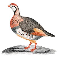 Vintage illustration of a Partridge