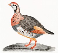 A Partridge by <a href="https://www.rawpixel.com/search/Johan%20Teyler?sort=curated&amp;page=1">Johan Teyler</a> (1648-1709). Original from The Rijksmuseum. Digitally enhanced by rawpixel.