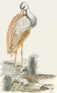 Stork and a frog (1688-1698) by <a href="https://www.rawpixel.com/search/Johan%20Teyler?sort=curated&amp;page=1">Johan Teyler</a> (1648-1709). Original from The Rijksmuseum. Digitally enhanced by rawpixel.