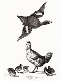 Chickens and a duck by <a href="https://www.rawpixel.com/search/Johan%20Teyler?sort=curated&amp;page=1">Johan Teyler</a> (1648-1709). Original from The Rijksmuseum. Digitally enhanced by rawpixel.