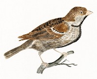 A Sparrow by <a href="https://www.rawpixel.com/search/Johan%20Teyler?sort=curated&amp;page=1">Johan Teyler</a> (1648-1709). Original from The Rijksmuseum. Digitally enhanced by rawpixel.
