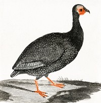 A Guinea Fowl by <a href="https://www.rawpixel.com/search/Johan%20Teyler?sort=curated&amp;page=1">Johan Teyler</a> (1648-1709). Original from The Rijksmuseum. Digitally enhanced by rawpixel.