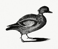 Duck by Johan Teyler (1648-1709). Original from Rijks Museum. Digitally enhanced by rawpixel.