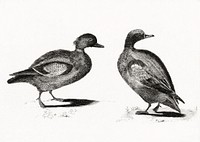 Ducks by <a href="https://www.rawpixel.com/search/Johan%20Teyler?sort=curated&amp;page=1">Johan Teyler</a> (1648-1709). Original from The Rijksmuseum. Digitally enhanced by rawpixel.