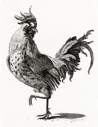 A Cock by <a href="https://www.rawpixel.com/search/Johan%20Teyler?sort=curated&amp;page=1">Johan Teyler</a> (1648-1709). Original from The Rijksmuseum. Digitally enhanced by rawpixel.