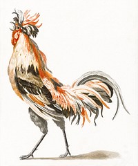 A Cock by <a href="https://www.rawpixel.com/search/Johan%20Teyler?sort=curated&amp;page=1">Johan Teyler</a> (1648-1709). Original from The Rijksmuseum. Digitally enhanced by rawpixel.