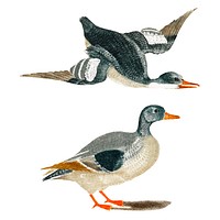 Vintage illustration of Ducks