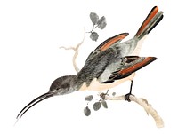 Vintage illustration of a Hummingbird