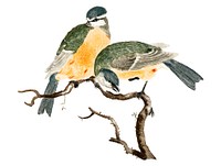 Vintage illustration of a Blue Tit and a Great TIt