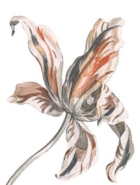 Vintage illustration of a Tulip