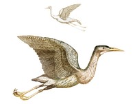 Vintage illustration of a Crane and a Bittern