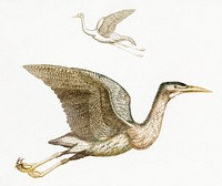 Crane and a Bittern by <a href="https://www.rawpixel.com/search/Johan%20Teyler?sort=curated&amp;page=1">Johan Teyler</a> (1648-1709). Original from The Rijksmuseum. Digitally enhanced by rawpixel.