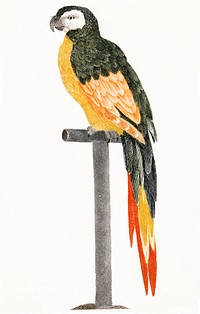 Parrot on Stick by <a href="https://www.rawpixel.com/search/Johan%20Teyler?sort=curated&amp;page=1">Johan Teyler</a> (1648-1709). Original from The Rijksmuseum. Digitally enhanced by rawpixel.