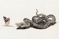 A snake with a butterfly by Johan Teyler (1648 -1709). Original from The Rijksmuseum. Digitally enhanced by rawpixel.