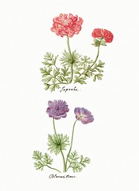 Two types of anemones, C.Baak, (1760-1769). Original from The Rijksmuseum. Digitally enhanced by rawpixel.