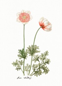 The anemone triomphante columbine, <a href="https://www.rawpixel.com/search/C.Baak?sort=curated&amp;page=1">C.Baak</a>, (1760-1769). Original from The Rijksmuseum. Digitally enhanced by rawpixel.