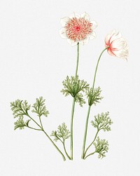 Anemones vintage illustration