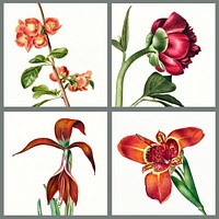 Set of vintage illustration of flowers