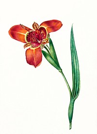 Ferraria Tigrina Flower by <a href="https://www.rawpixel.com/search/C.J.%20Crumb?sort=curated&amp;page=1">C.J. Crumb</a> (1817). Original from The Rijksmuseum. Digitally enhanced by rawpixel.