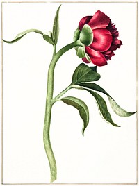 Peony by <a href="https://www.rawpixel.com/search/C.J.%20Crumb?sort=curated&amp;page=1">C.J. Crumb</a> (1700 - 1800). Original from The Rijksmuseum. Digitally enhanced by rawpixel.