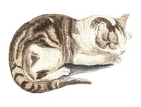 Vintage illustration of a cat
