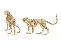 Vintage illustration of a two leopards