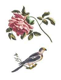 Vintage illustration of a Rose and a Parakeet
