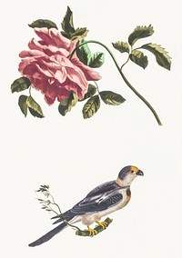 Rose and a Parakeet by <a href="https://www.rawpixel.com/search/Johan%20Teyler?sort=curated&amp;page=1">Johan Teyler</a> (1648-1709). Original from The Rijksmuseum. Digitally enhanced by rawpixel.