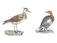 Vintage illustration of a Lapwing and Duck