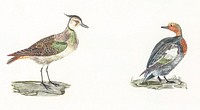 Lapwing and Duck by <a href="https://www.rawpixel.com/search/Johan%20Teyler?sort=curated&amp;page=1">Johan Teyler</a> (1648-1709). Original from The Rijksmuseum. Digitally enhanced by rawpixel.