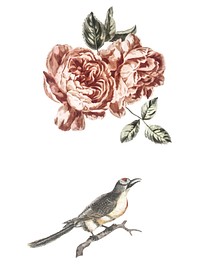 Vintage illustration of a two roses and a bird