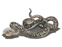 Vintage illustration of a snake