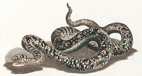 A snake by <a href="https://www.rawpixel.com/search/Johan%20Teyler?sort=curated&amp;page=1">Johan Teyler</a> (1648-1709). Original from The Rijksmuseum. Digitally enhanced by rawpixel.