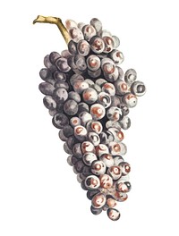 Vintage illustration of a bunch of grapes