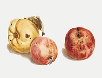 A quince and two apples by <a href="https://www.rawpixel.com/search/Johan%20Teyler?sort=curated&amp;page=1">Johan Teyler</a> (1648-1709). Original from The Rijksmuseum. Digitally enhanced by rawpixel.