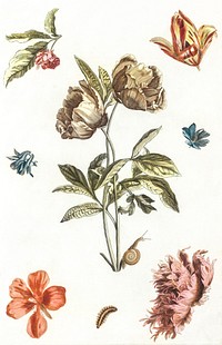 Various flowers and a caterpillar by <a href="https://www.rawpixel.com/search/Johan%20Teyler?sort=curated&amp;page=1">Johan Teyler</a> (1648-1709). Original from The Rijksmuseum. Digitally enhanced by rawpixel.