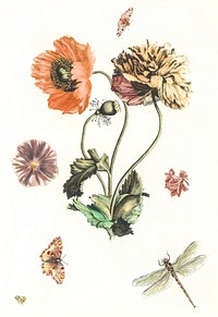 Three poppies, two butterflies, a fly and a dragonfly by <a href="https://www.rawpixel.com/search/Johan%20Teyler?sort=curated&amp;page=1">Johan Teyler</a> (1648-1709). Original from The Rijksmuseum. Digitally enhanced by rawpixel.