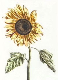 A sunflower by <a href="https://www.rawpixel.com/search/Johan%20Teyler?sort=curated&amp;page=1">Johan Teyler</a> (1648-1709). Original from The Rijksmuseum. Digitally enhanced by rawpixel.