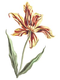 Vintage illustration of a tulip