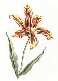 A tulip by <a href="https://www.rawpixel.com/search/Johan%20Teyler?sort=curated&amp;page=1">Johan Teyler</a> (1648-1709). Original from The Rijksmuseum. Digitally enhanced by rawpixel.