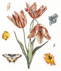 Flowers, butterflies and a fly by <a href="https://www.rawpixel.com/search/Johan%20Teyler?sort=curated&amp;page=1">Johan Teyler</a> (1648-1709). Original from The Rijksmuseum. Digitally enhanced by rawpixel.