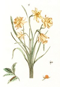Five daffodils by <a href="https://www.rawpixel.com/search/Johan%20Teyler?sort=curated&amp;page=1">Johan Teyler</a> (1648-1709). Original from The Rijksmuseum. Digitally enhanced by rawpixel.